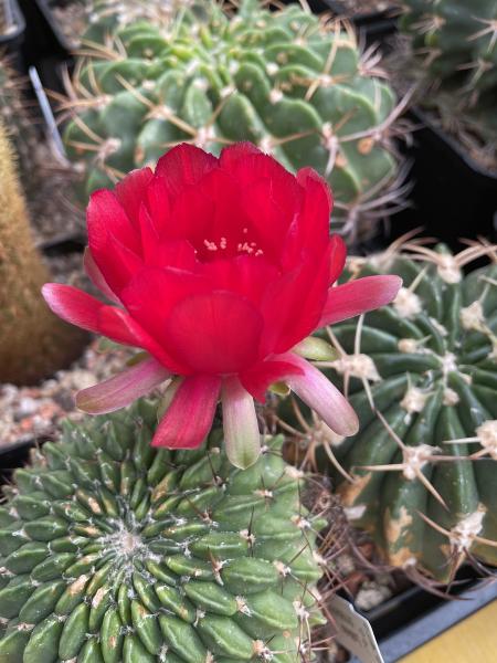 Lobivia cinnabarina